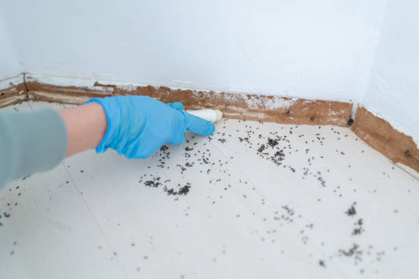 Best Emergency Pest Control  in Davenport, WA