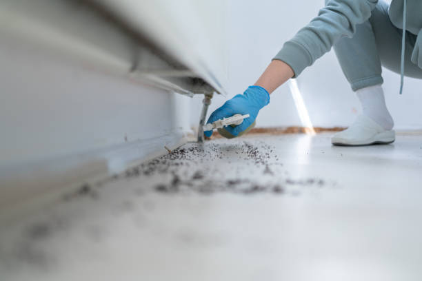 Best Wasp Removal Services  in Davenport, WA